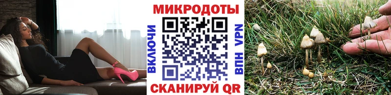 Псилоцибиновые грибы Psilocybe Тавда